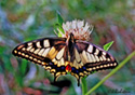 Papilio zelicaon